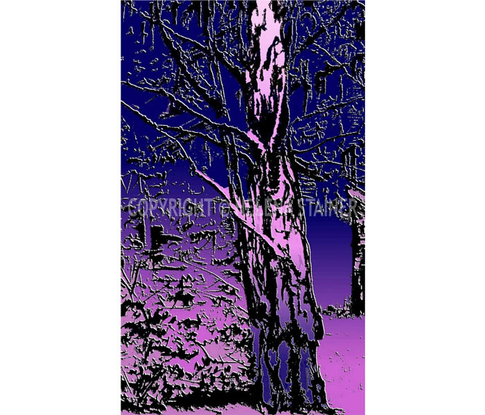 Pinheiro II - Gravura digital